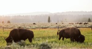 Photo Cattle ranching