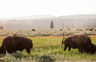 Photo Cattle ranching